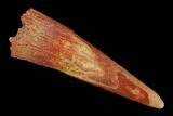 Fossil Pterosaur (Siroccopteryx) Tooth - Morocco #140690-1